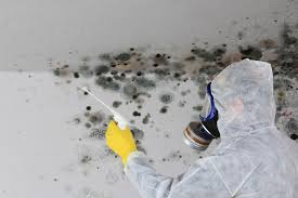 Why You Should Choose Our Mold Remediation Services in Horseheads North, NY